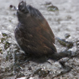 Minnesota Towhee