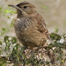 Grey Bearded Dirtpeoccyx