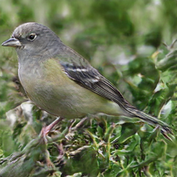Bald Bearded PiedSayornis