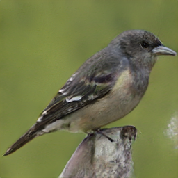 Shiny Backed GreyGeococcyx
