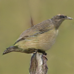 Red Kentucky Towheush