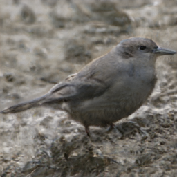 Olive Backed GreyCrow
