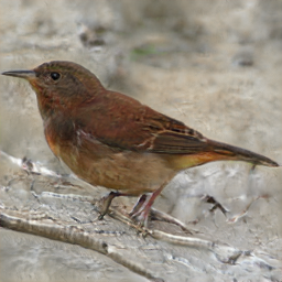 Scarlet Breasted BlackGuilleen