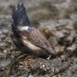 Black Backed Jay