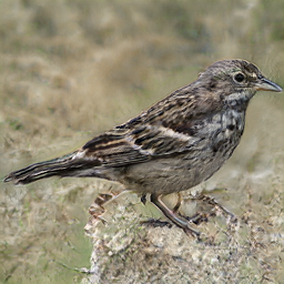 Black Hawaiian Thrush