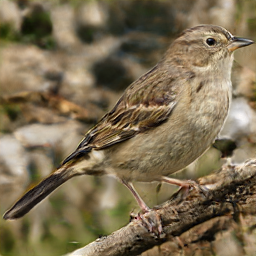 Olive Striped Raptoling
