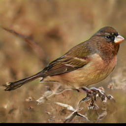 Red Bunting