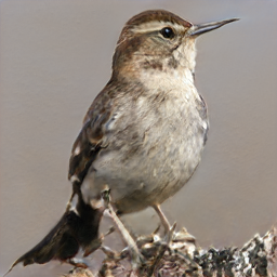 Lazuli Minnesota Croacker