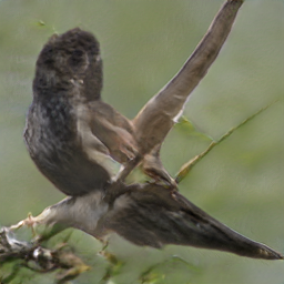 Bald Necked Barn Raveican