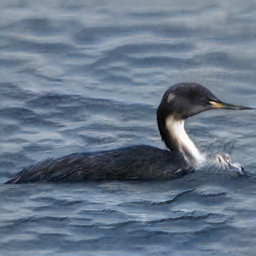 Bald Alabama Goldfiwing