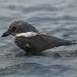Pied Colored Buntion