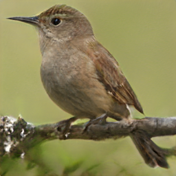Rusty Carolina Thrush