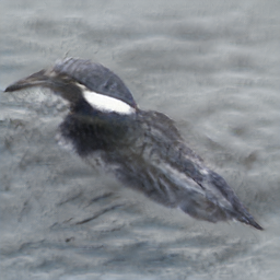 Rusty Canadian Appointment Waxwing