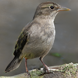 Dakota International Pewee