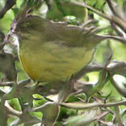 Blue Backed Bird