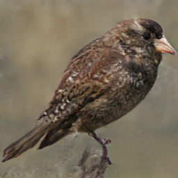 Vermillion Headed Floridian Tetor