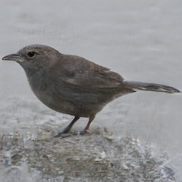 Bald Childhood Raven