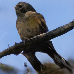 Ringed Snoopy Shrike