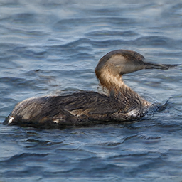 Yellow Connecticut Laen
