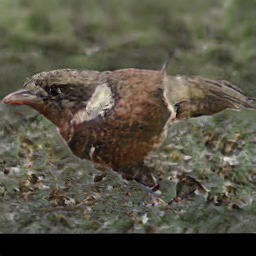 Brown Tailed Goldfinch