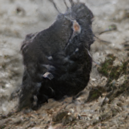 Yellow Tailed House Phrase Pigerrow