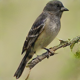 Indigo Painted Sarcastic Starling