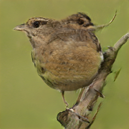 Black Cactus Thrusher